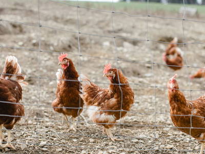 Bild 37 aus  Feriennest Zehetbauer