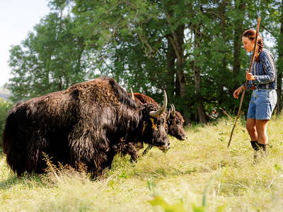 Yaks auf der Weide - Ferienhof Sinz - Bild: Julie Baaske www.whiite.space