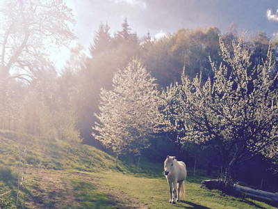 Bild 20 aus  1000 Krauthaus - Berghütte