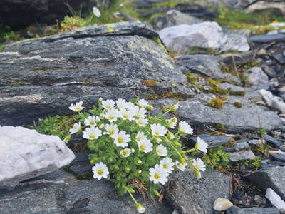 Bild 93 aus  Almhütte Pucher