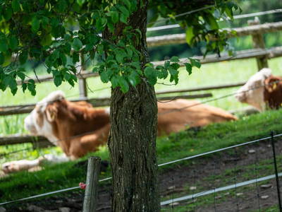 Bild 28 aus  Ferienwohnungen Trippolthof