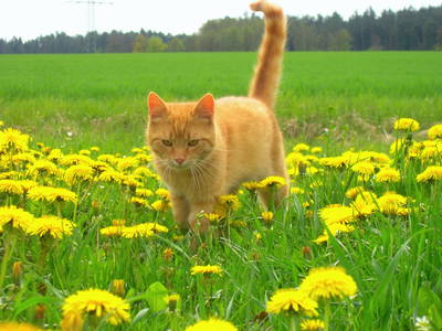 Bild 17 aus  Ferienhof Birnbaum