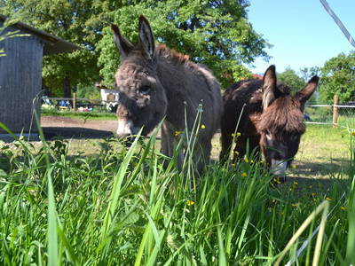 Bild 2 aus  Niederauer Hof