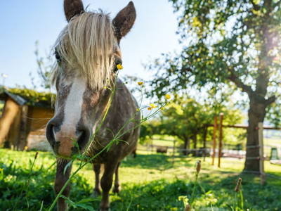 Bild 116 aus  Sinnhubgut