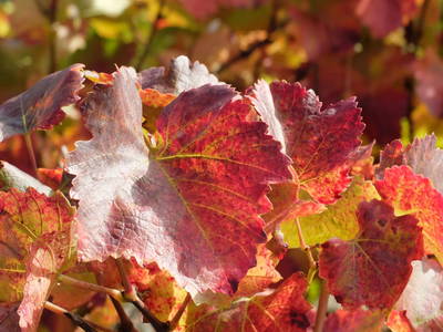 Bild 108 aus  Weingut STRAWANZER Donabaum