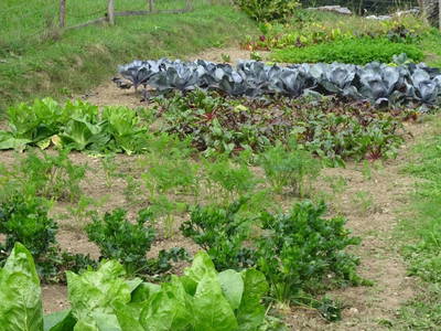 Bild 56 aus  Bauer am Berg