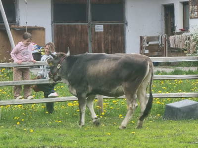 Bild 110 aus  Alfaierhof & Bergheimat