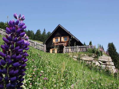 Bild 3 aus  Holzeralm