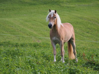 Bild 7 aus  Biberle Hof