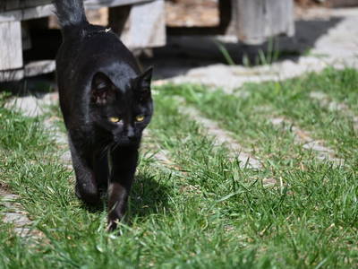 Bild 5 aus  Ferienwohnung Feistritzer Holdernig