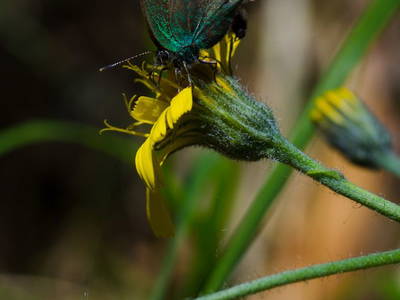 Bild 25 aus  Lichteben