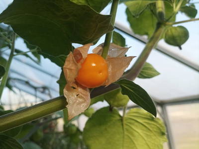 Bild 45 aus  Ferienhaus Weinmeyer 