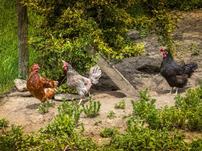 Bild 32 aus  Hochthron Suites