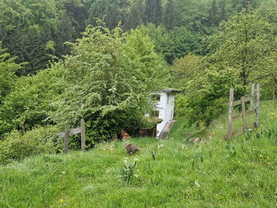 Bild 30 aus  Gsangerer