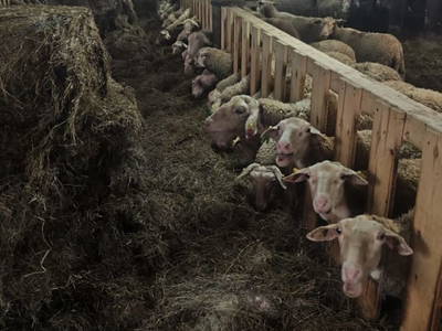 Bild 12 aus  Sebaldus Camping - Bio-Bauernhof Grubbauer