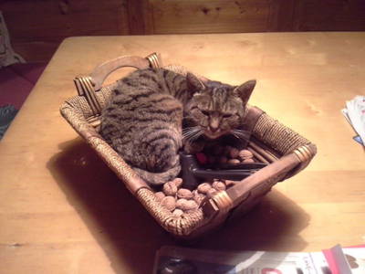 Bild 95 aus  Biohof Schmidbauer