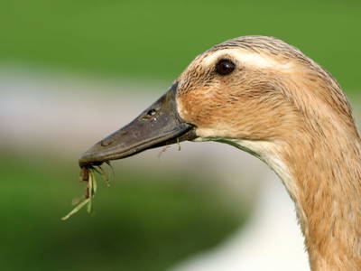 Bild 28 aus  Lehnerhof