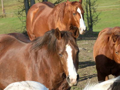 Bild 27 aus  Ferienhof Esterhammer