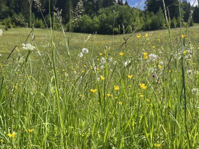 Bild 11 aus  Peterlehen