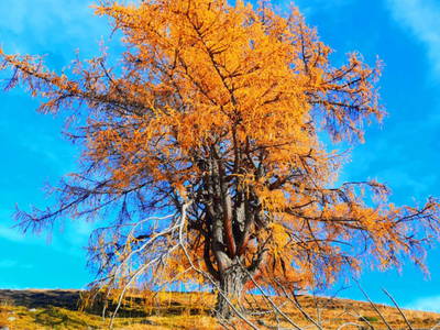 Bild 85 aus  Almhütte Pucher