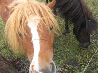 Bild 7 aus  Riedhof-Zuahaus