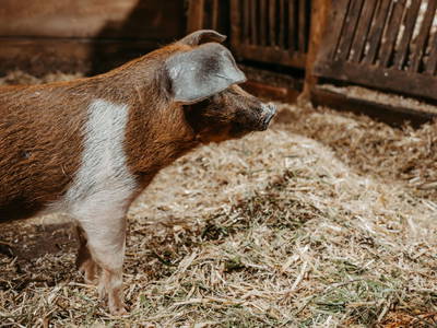 Bild 11 aus  Chalet Mittner Wirt