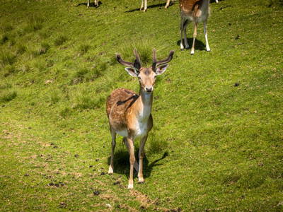 Bild 131 aus  Bachrain - Bio am Berg 
