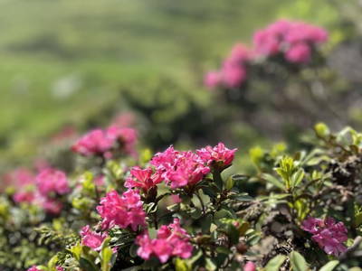 Bild 76 aus  Grossa Hütten