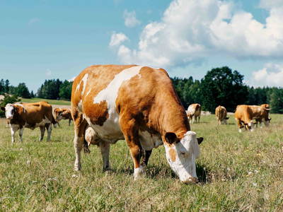 Bild 2 aus  Biohof Hammerschmidt