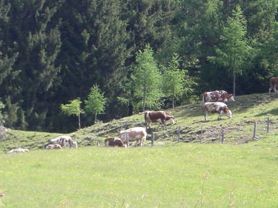 Bild 73 aus  Badlechnerhof