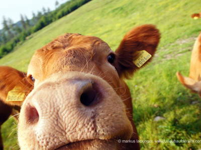 Bild 2 aus  Galgenhütte