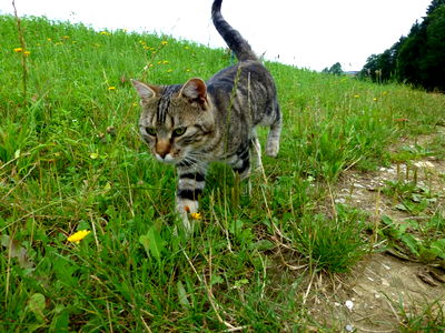 Bild 29 aus Biohof Schafflhof