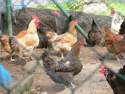 Bild 17 aus  Grenzer Ökohof