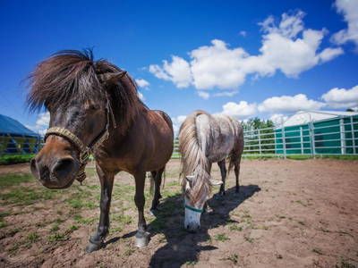 Bild 10 aus  Gutshof Dragefeld