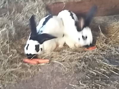 Bild 96 aus  Alpenhof Grafleiten