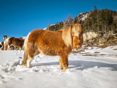 Bild 48 aus  Pöllitzgut