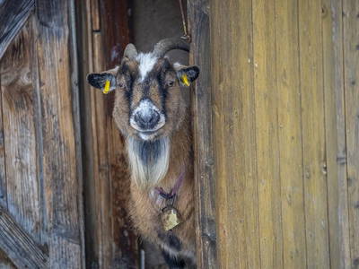 Bild 27 aus  Tannenhof