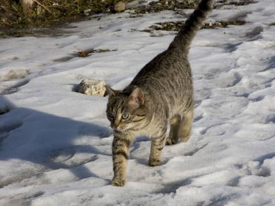 Bild 94 aus  Pesbichl