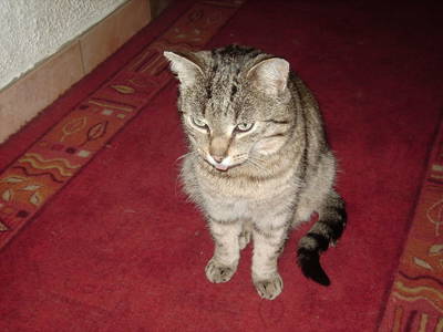 Bild 80 aus  Pesbichl