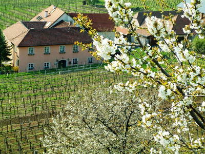 Bild 93 aus  Weingut STRAWANZER Donabaum
