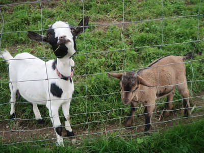 Bild 114 aus  Pieber-Staberhof