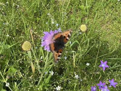 Bild 96 aus  Biohof Kroisleitner