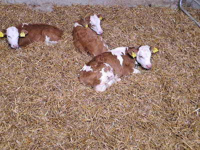 Bild 92 aus  Hartlgut