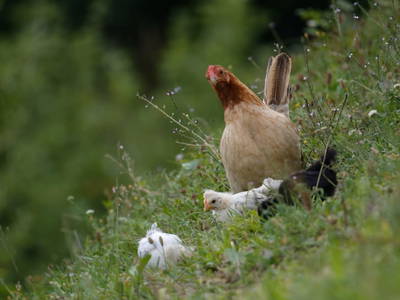 Bild 75 aus  Bauernhof Perhinig