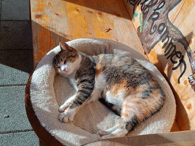 Bild 34 aus  Bräuhauser