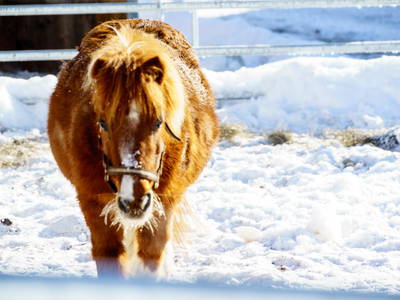 Bild 25 aus  Chalet Steinerner Meerblick