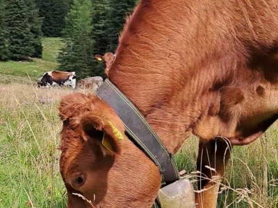 Bild 20 aus  Prechtlerhütte