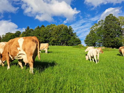 Bild 46 aus  Langhanshütte