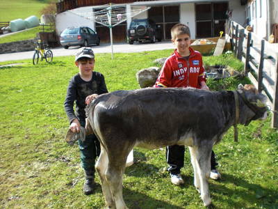 Bild 24 aus  Alfaierhof & Bergheimat