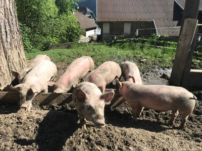 Bild 22 aus  Schobergut